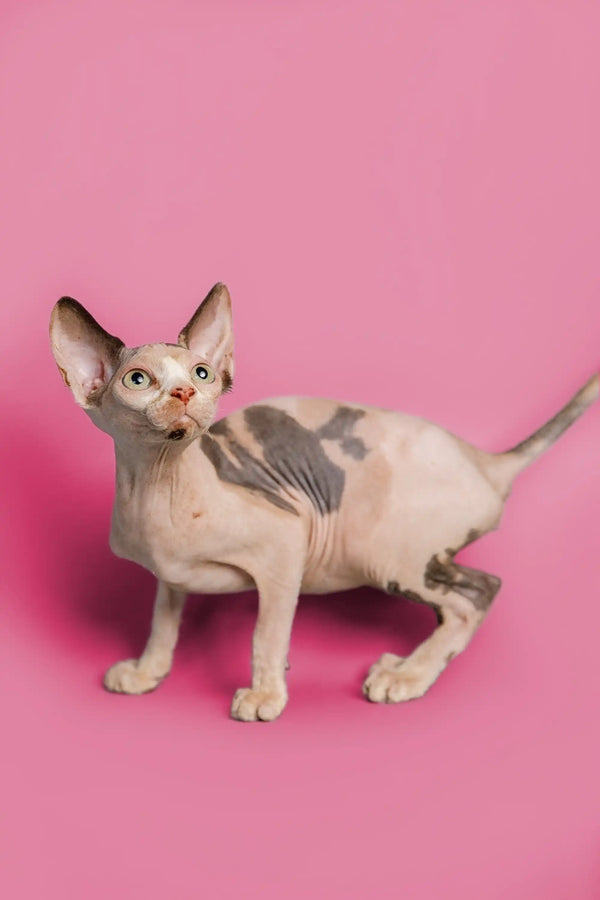 Adorable female Sphynx kitten, showcasing her large ears and wrinkled skin