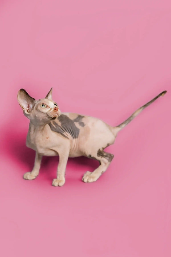 Hairless female Sphynx kitten with wrinkled skin and large ears on a pink surface