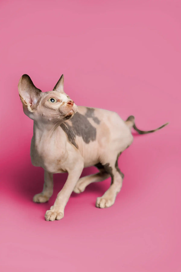 Hairless Sphynx kitten with wrinkled skin and big ears on pink surface for Gladis