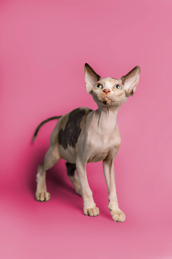 Adorable female Sphynx kitten with big ears and spotted skin on a pink background
