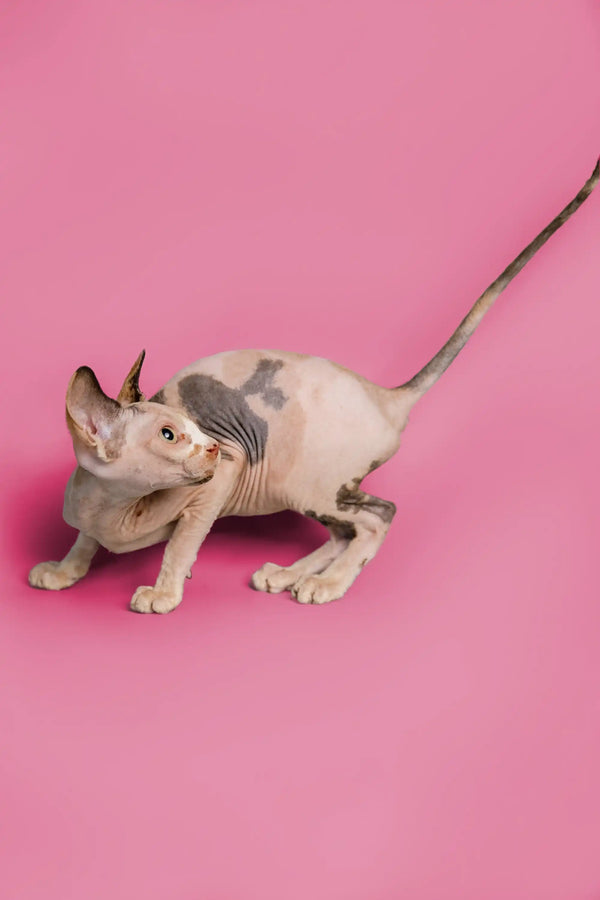 Adorable Hairless Sphynx Kitten on a leash, showcasing her unique calico coat and wrinkles