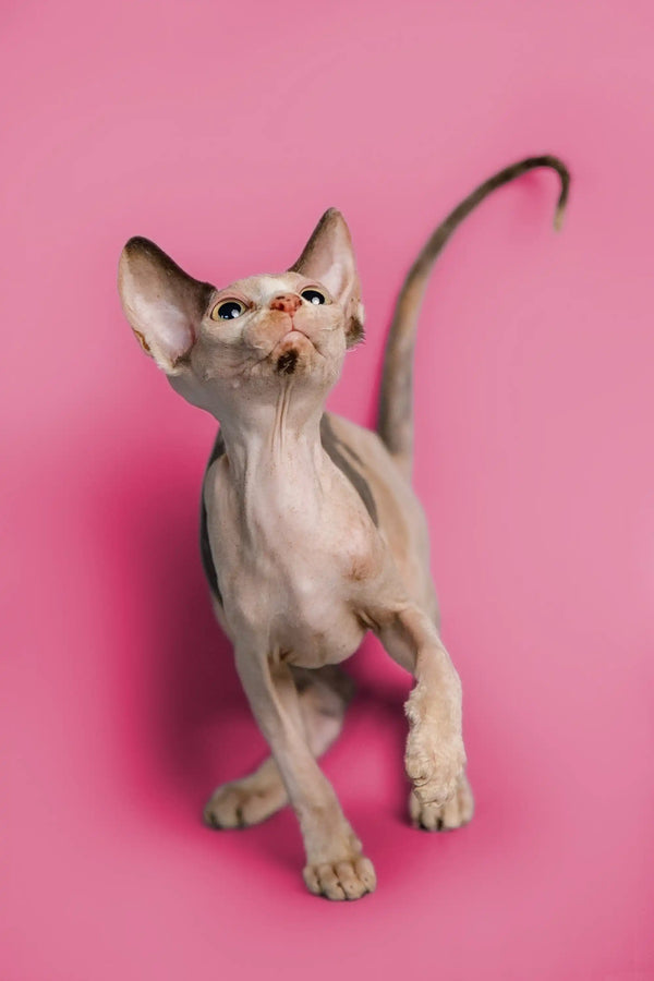 Hairless Sphynx kitten with large ears on a pink backdrop, perfect for any cat lover