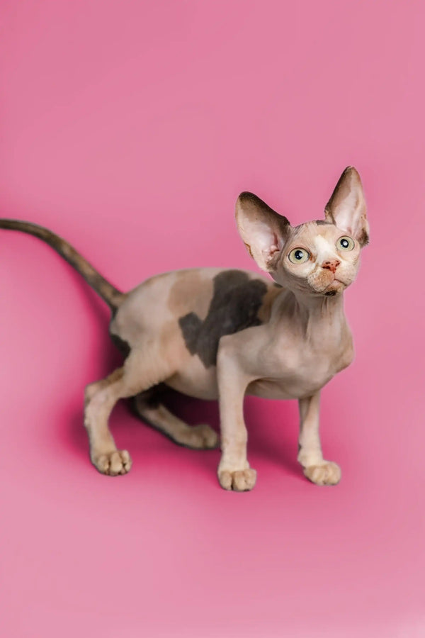 Adorable Hairless Sphynx kitten with big ears and wrinkles in Gladis product line