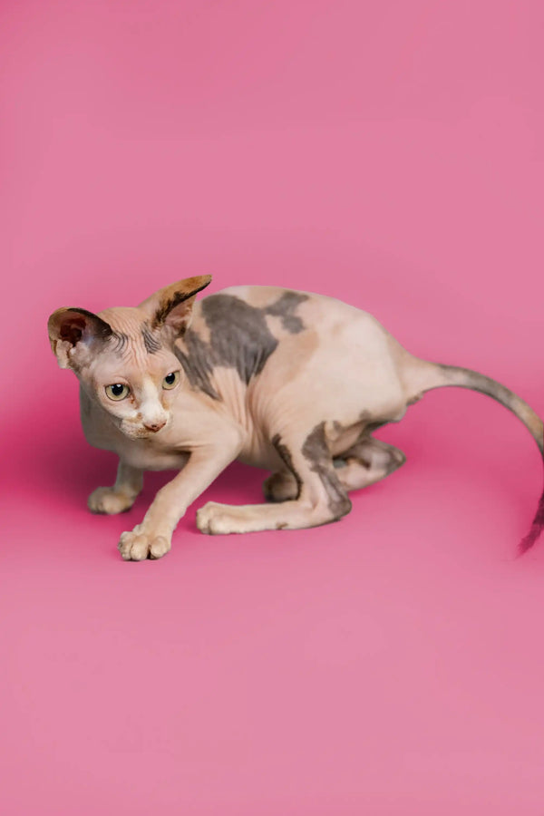 Hairless female Sphynx kitten with gray patches crouched on a pink surface
