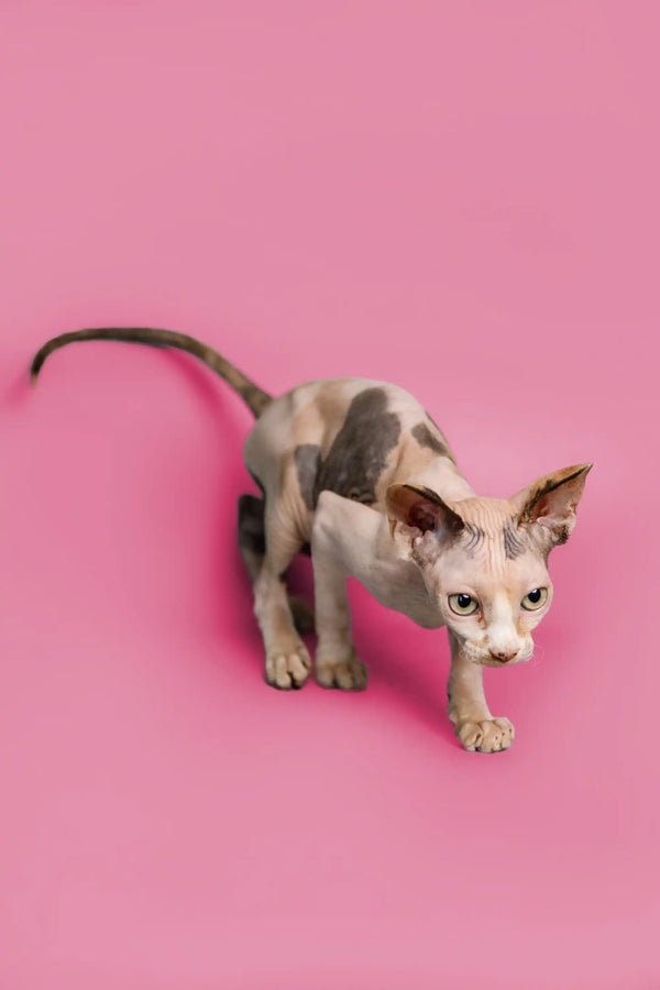 Hairless Sphynx kitten with big ears on pink surface, perfect for Gladis Sphynx Kitten