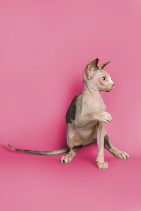 Adorable female Sphynx kitten sitting upright with paw raised against pink backdrop