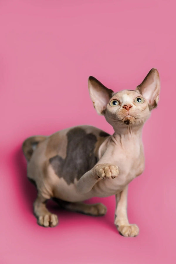 Adorable Hairless Sphynx Kitten, female Sphynx with big ears and unique spotted skin