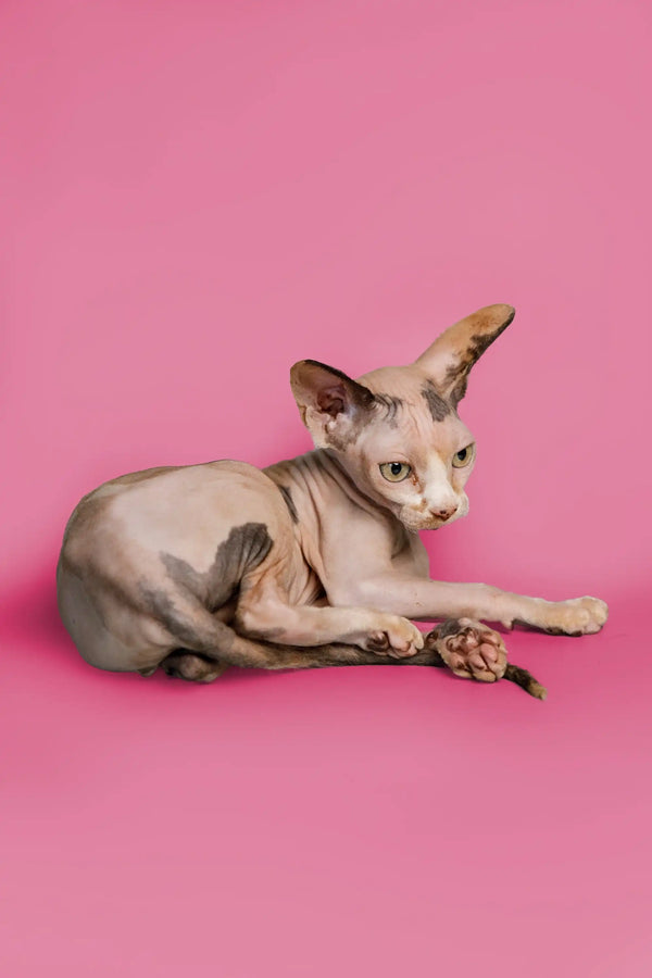 Cute Sphynx kitten with wrinkled skin relaxing on a pink surface, perfect female Sphynx