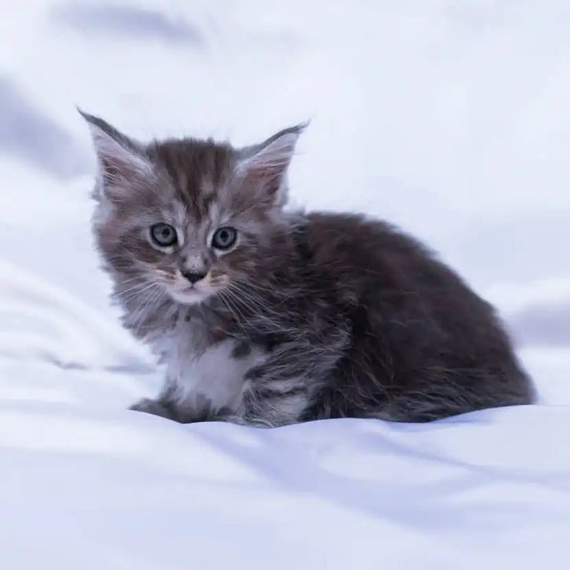 Maine Coon Kittens for Sale Glen | Kitten