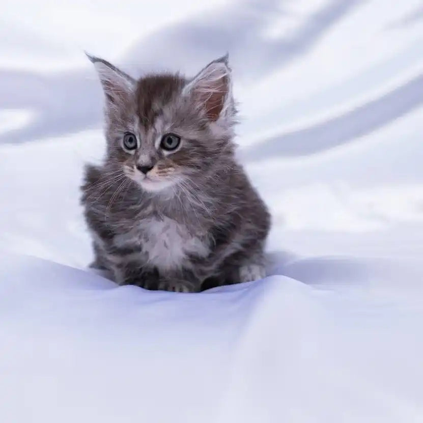 Maine Coon Kittens for Sale Glen | Kitten