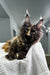 Fluffy Tortoiseshell Maine Coon Kitten with Cute Ear Tufts named Glori