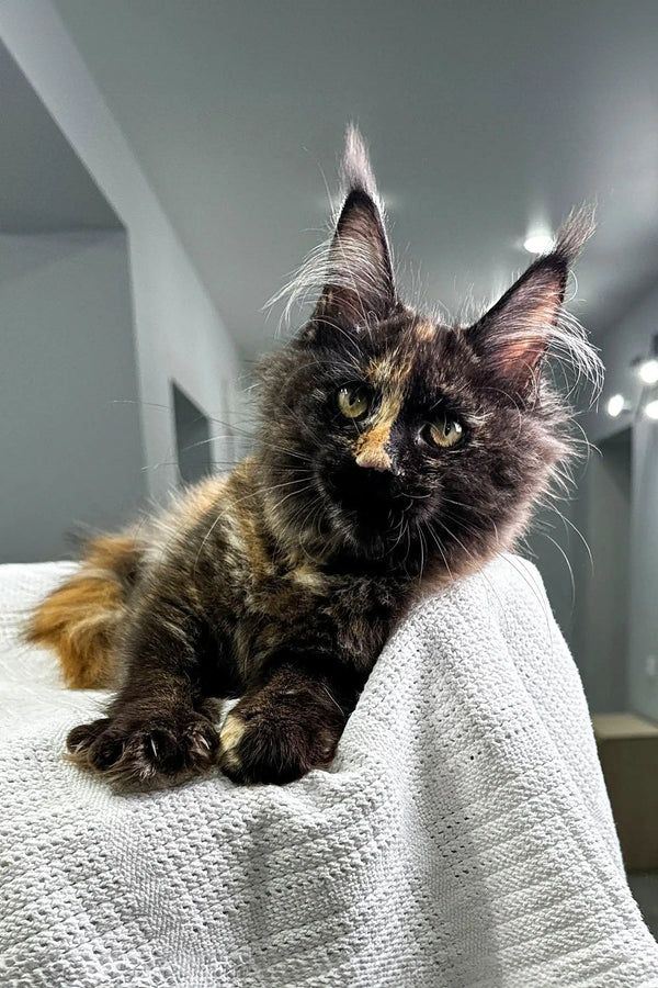 Fluffy Tortoiseshell Maine Coon Kitten with Cute Ear Tufts named Glori