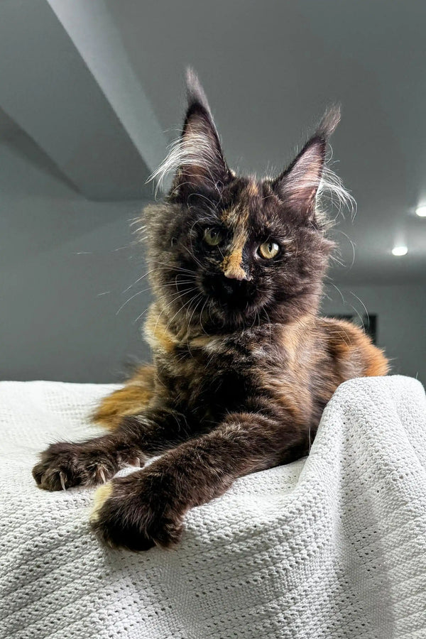 Long-haired tortoiseshell cat relaxing on fabric, perfect for a Maine Coon kitten lover