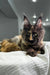 Tortoiseshell Maine Coon kitten with long fur and alert ears on light fabric