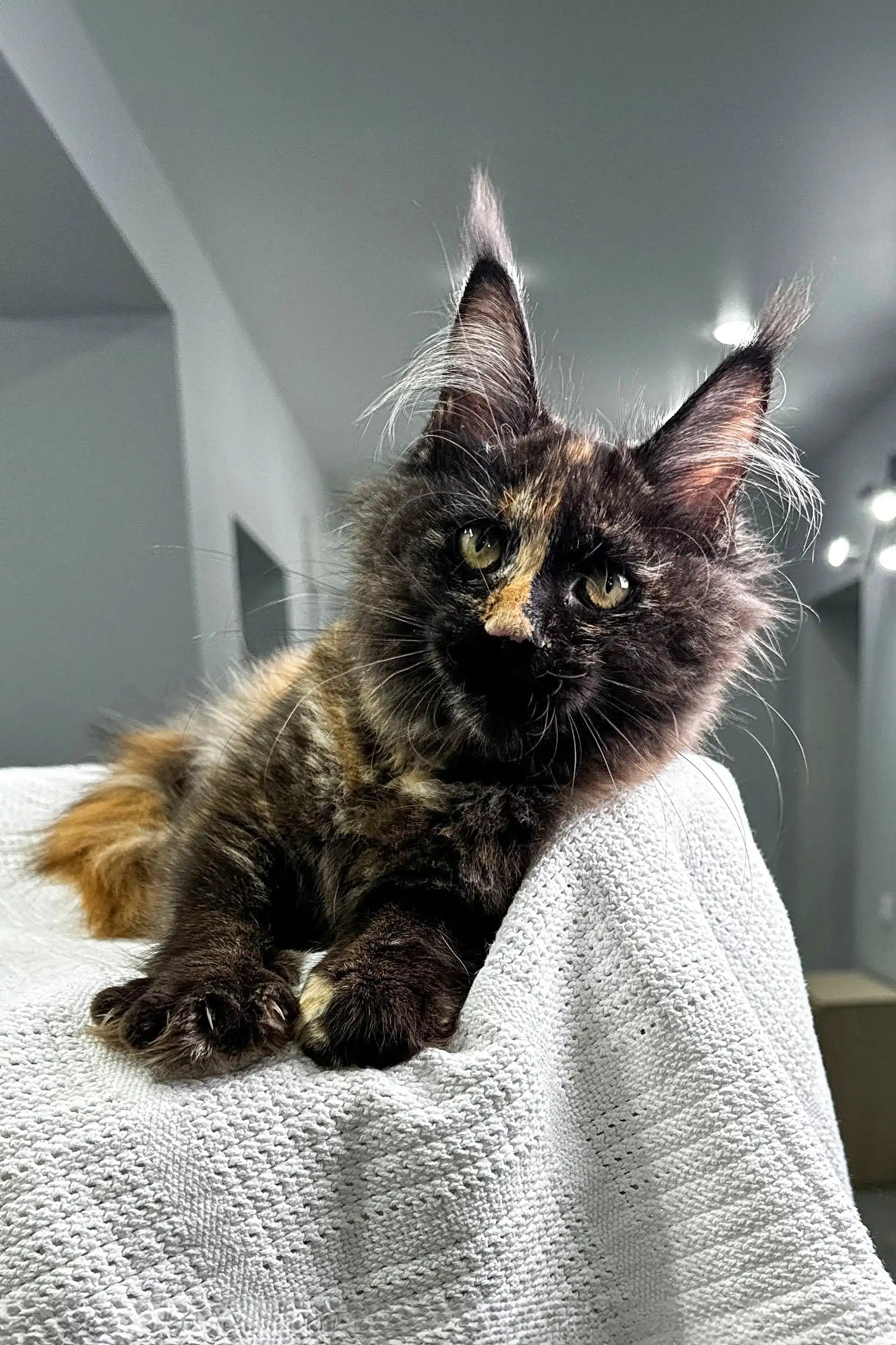 Maine Coon Kittens for Sale Glori | Kitten