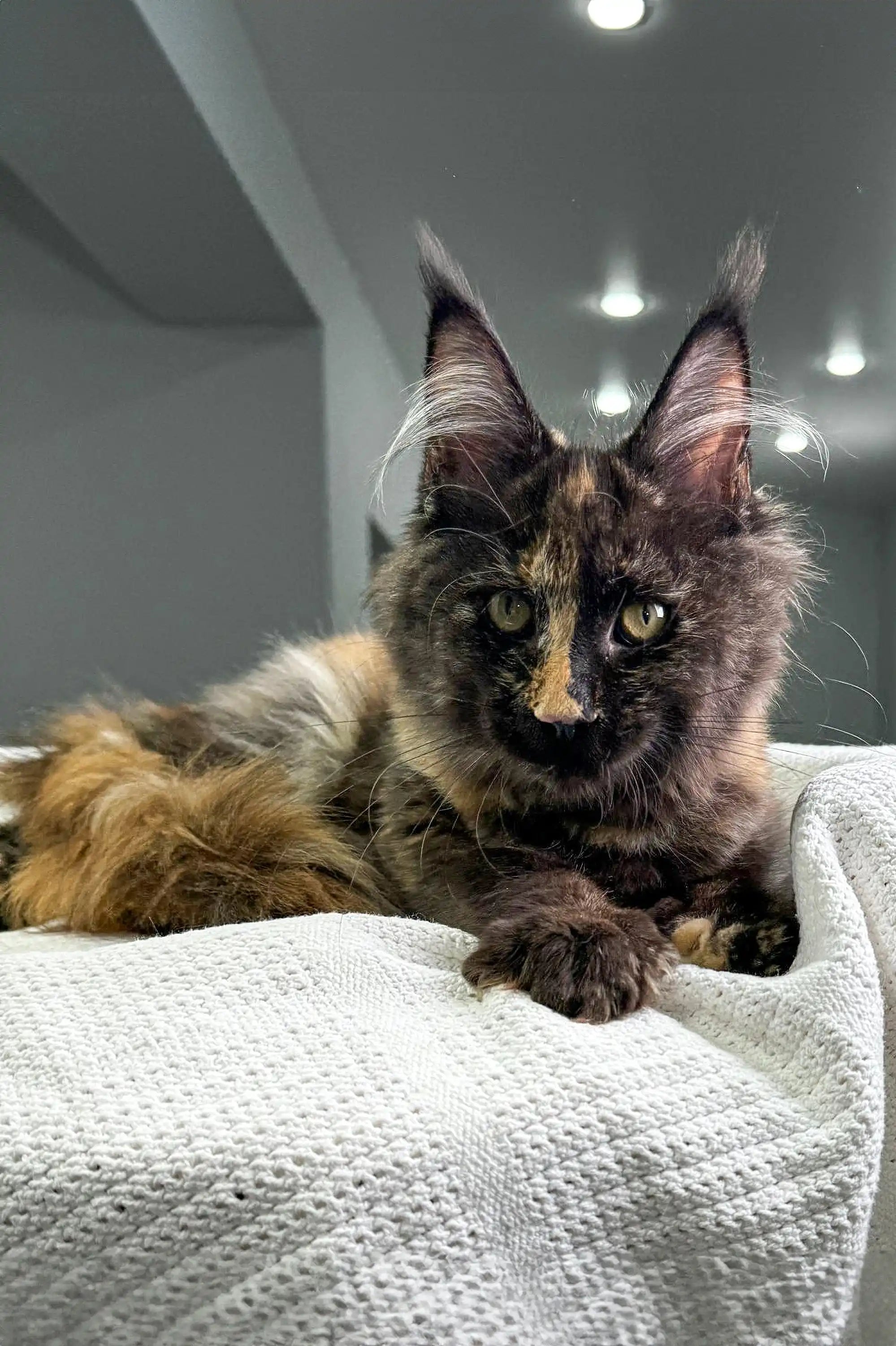 Maine Coon Kittens for Sale Glori | Kitten