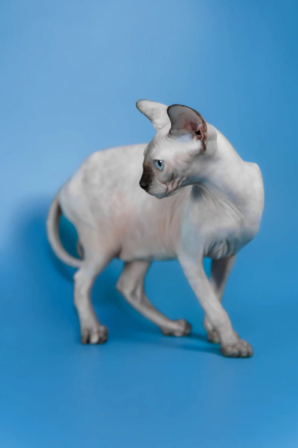 Gloria | canadian sphynx kitten