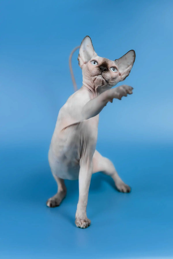 Gloria | canadian sphynx kitten