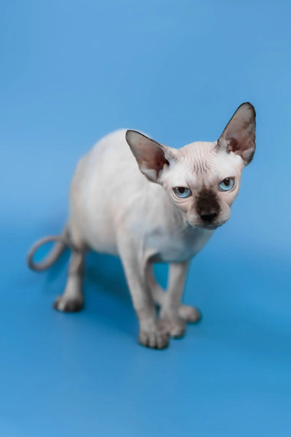 Gloria | canadian sphynx kitten