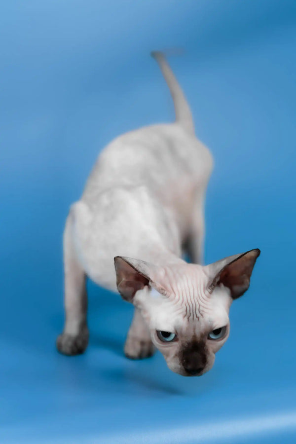 Gloria | canadian sphynx kitten