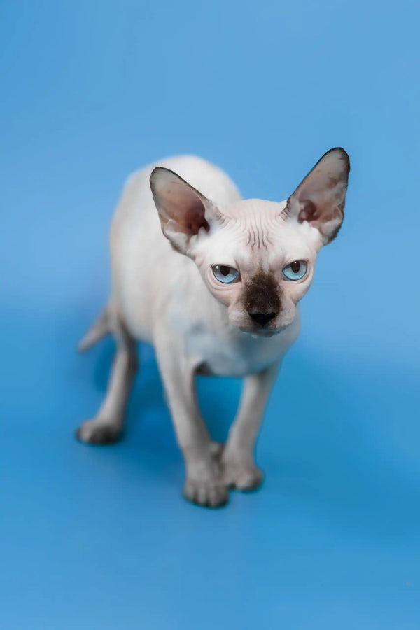 Gloria | canadian sphynx kitten
