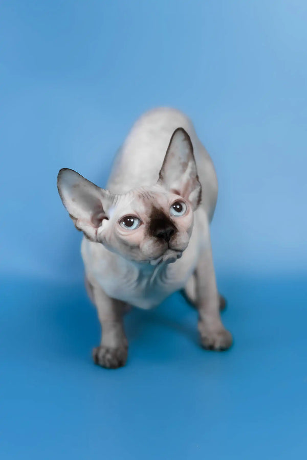 Gloria | canadian sphynx kitten