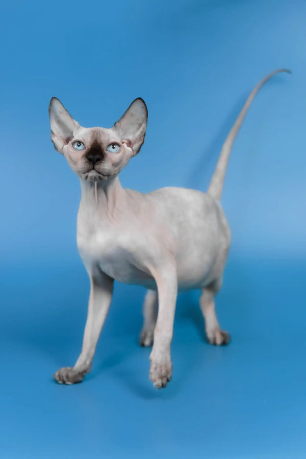 Gloria | canadian sphynx kitten