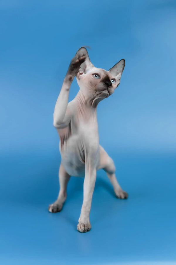 Gloria | canadian sphynx kitten