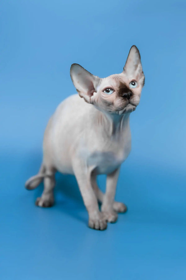 Gloria | canadian sphynx kitten