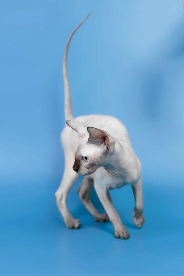 Gloria | canadian sphynx kitten