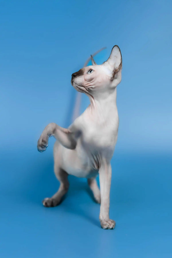 Gloria | canadian sphynx kitten