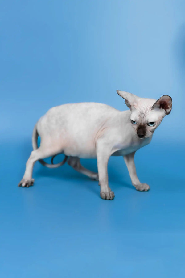 Gloria | canadian sphynx kitten