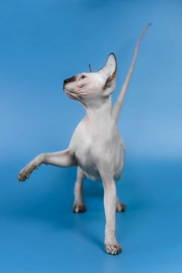 Gloria | canadian sphynx kitten