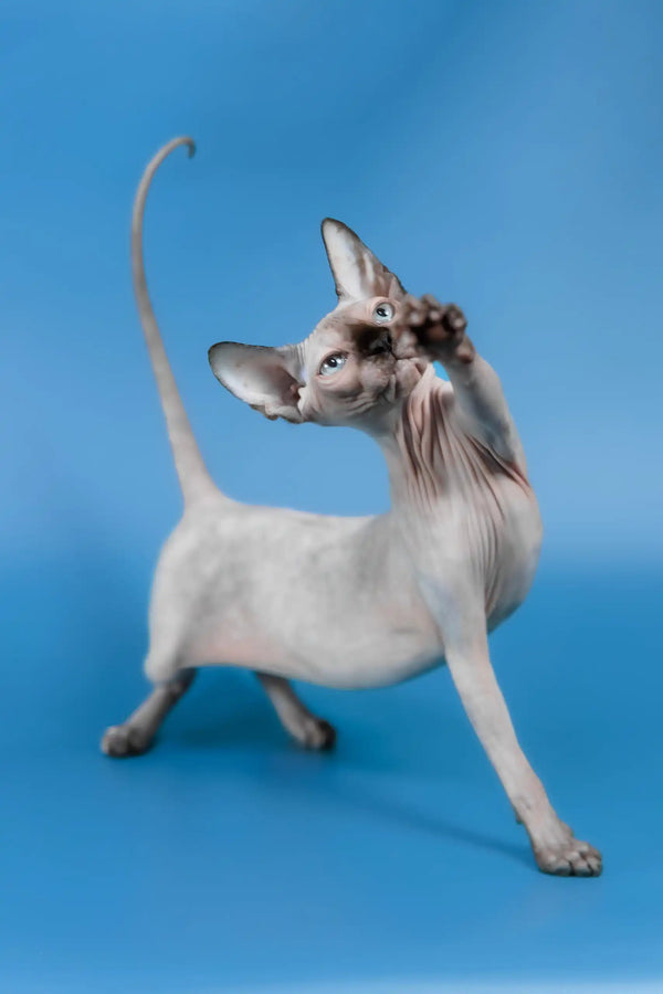 Gloria | canadian sphynx kitten