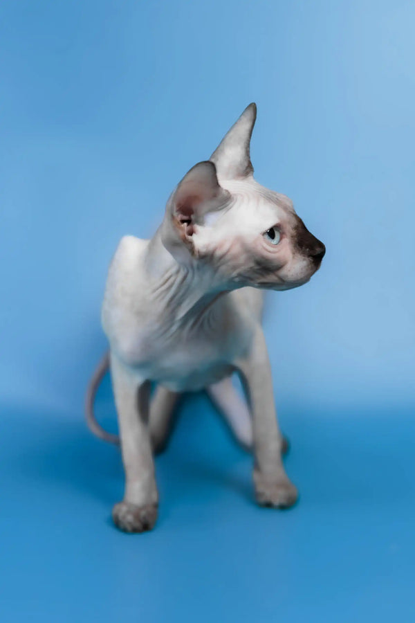 Gloria | canadian sphynx kitten