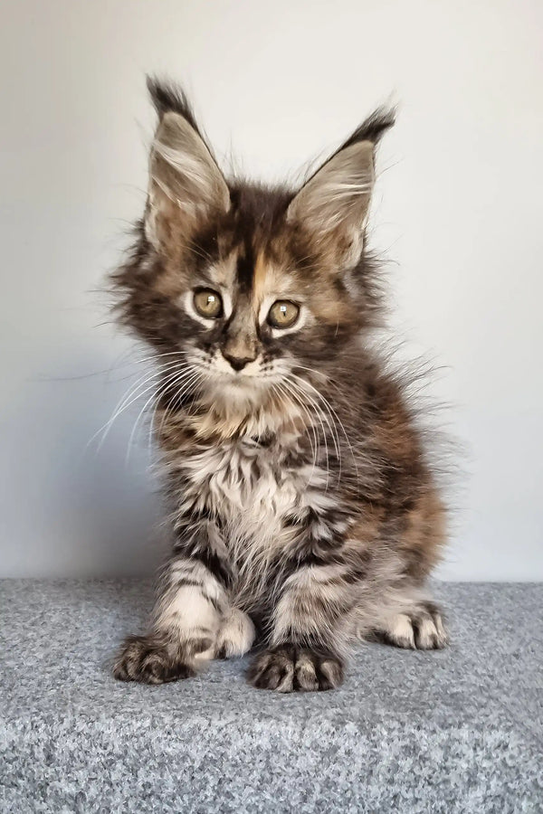 Gloria | maine coon kitten