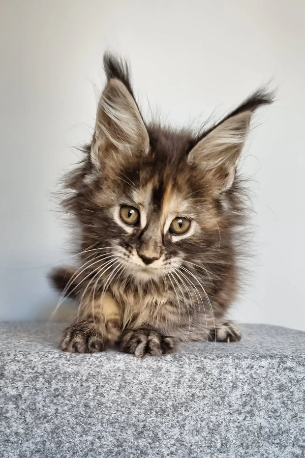 Gloria | maine coon kitten