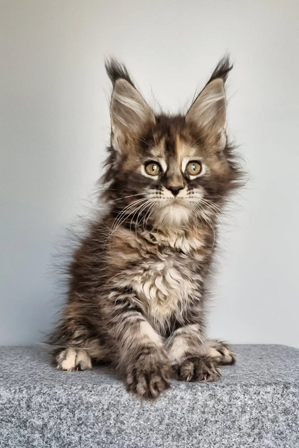 Gloria | maine coon kitten