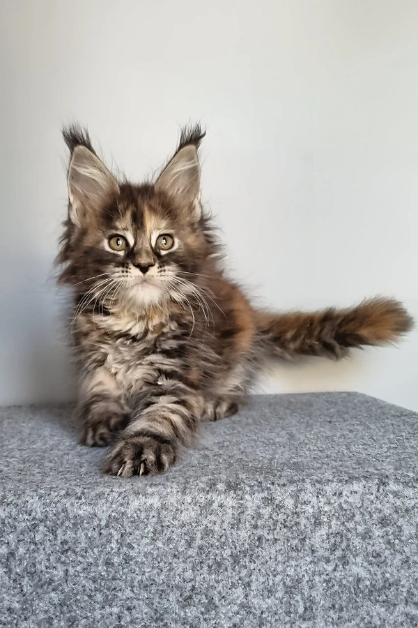 Gloria | maine coon kitten