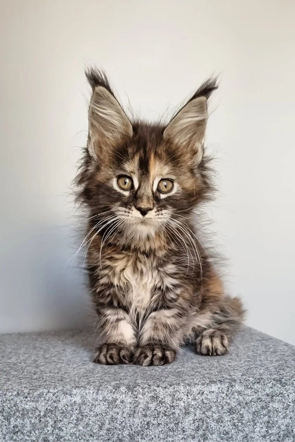 Gloria | maine coon kitten