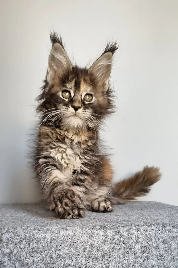 Gloria | maine coon kitten