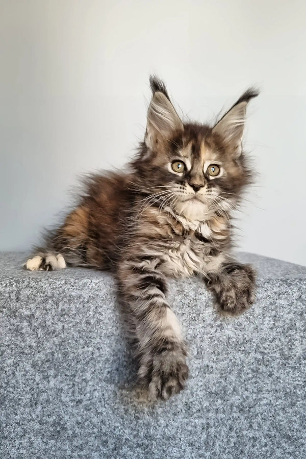 Gloria | maine coon kitten