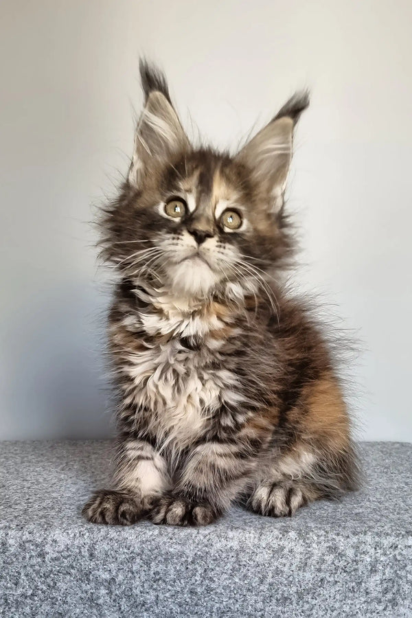 Gloria | maine coon kitten