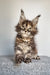 Gloria | maine coon kitten