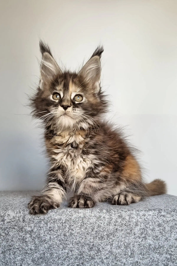 Gloria | maine coon kitten