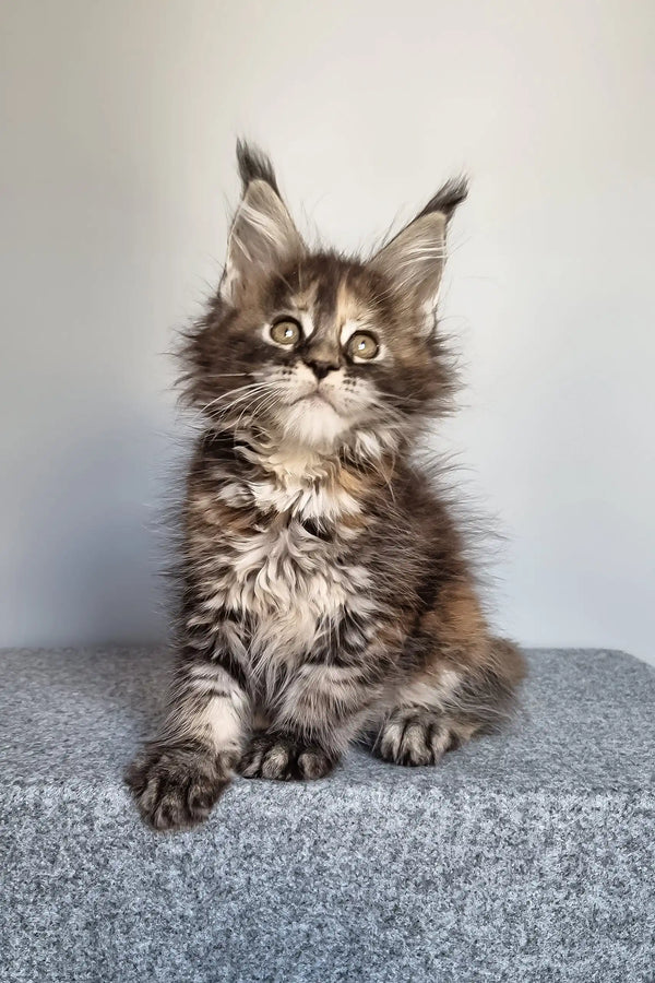 Gloria | maine coon kitten
