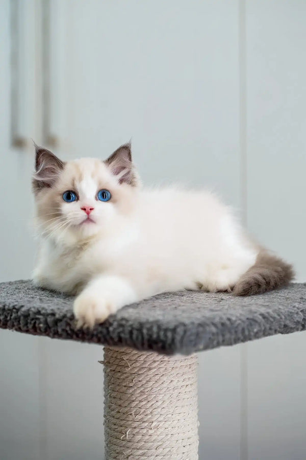 Gloria | ragdoll kitten