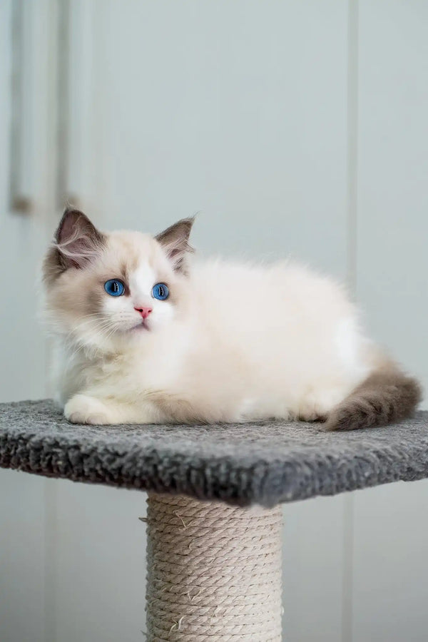 Gloria | ragdoll kitten