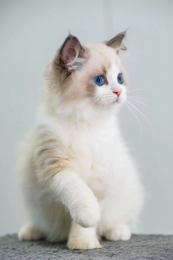 Gloria | ragdoll kitten