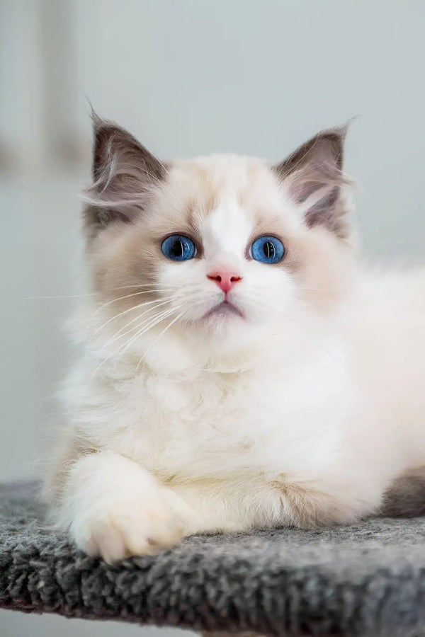 Gloria | ragdoll kitten